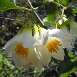 Snowdrop bush, Snowbell bush, Styrax